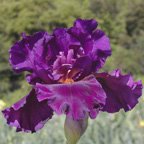 Cherry Glen - fragrant reblooming tall bearded Iris
