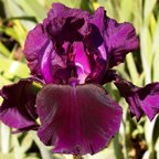 Cherry Smoke - tall bearded Iris