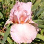 Cherub's Smile - tall bearded Iris