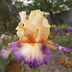 Chevalier De Malte - tall bearded Iris