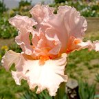 Chic - tall bearded Iris