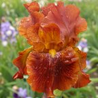 Chief Hematite - tall bearded Iris