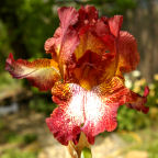 Chili Pepper - reblooming tall bearded Iris