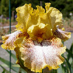 Chili Spots - tall bearded Iris