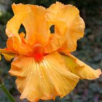 China Dragon - tall bearded Iris
