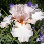 China Pink - tall bearded Iris