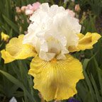 China Walk - tall bearded Iris