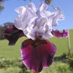 Chinese Empress - tall bearded Iris