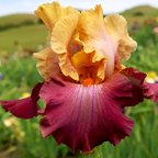 Chinese New Year - reblooming tall bearded Iris