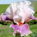 Chinese Treasure - tall bearded Iris