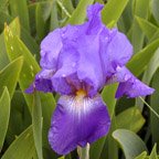 Chivalry - fragrant tall bearded Iris
