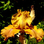Chocolate Chess - fragrant tall bearded Iris