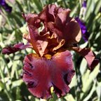 Chocolate Ecstasy - tall bearded Iris