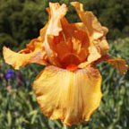 Choose A Juice - fragrant tall bearded Iris