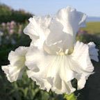 Christmas - tall bearded Iris