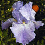 Christopher Columbus - reblooming tall bearded Iris