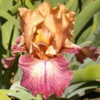 Chuckles - tall bearded Iris