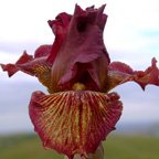 Chutney - tall bearded Iris