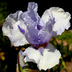 Cin Cin - fragrant Border bearded Iris