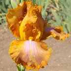 Cinnamon - fragrant tall bearded Iris