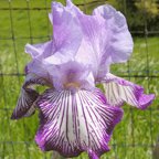 Circus Circus - fragrant tall bearded Iris