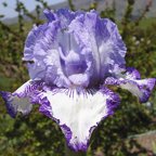 Circus Dancer - fragrant tall bearded Iris