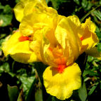Circus Dragon - fragrant SDB Standard Dwarf Bearded