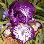 Circus Stripes - tall bearded Iris