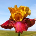 Circus World - tall bearded Iris