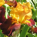 City Slicker - tall bearded Iris