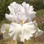 City of Paris - fragrant reblooming tall bearded Iris