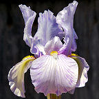 Claire Doodle - fragrant reblooming MDB Miniature Dwarf Bearded Iris