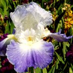 Clarence - fragrant reblooming tall bearded Iris