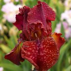 Classic Bordeaux - reblooming tall bearded Iris