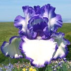 Classic Look - fragrant reblooming tall bearded Iris