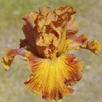 Classic Suede - fragrant reblooming tall bearded Iris