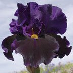 Classical Music - fragrant tall bearded Iris