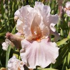 Classy Friend - tall bearded Iris