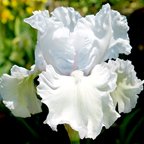 Clearwater River - fragrant tall bearded Iris