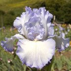 Cloud Ballet - fragrant reblooming tall bearded Iris