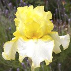 Clouding Up NOID - tall bearded Iris