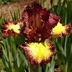 Clown Around - reblooming tall bearded Iris