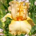 Cloyd's Love - fragrant tall bearded Iris