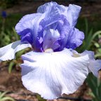 Coastal Mist - fragrant reblooming tall bearded Iris