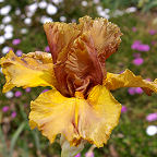 Coffee House - tall bearded Iris