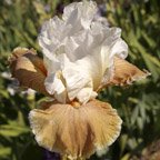 Coffee Whispers - fragrant tall bearded Iris