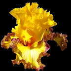 Coin Flip - Border bearded Iris