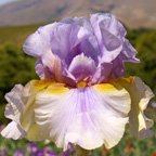 Collage - tall bearded Iris