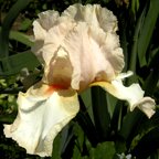 Colleen's Dreamsicle - fragrant tall bearded Iris