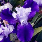 Color Coded - fragrant tall bearded Iris